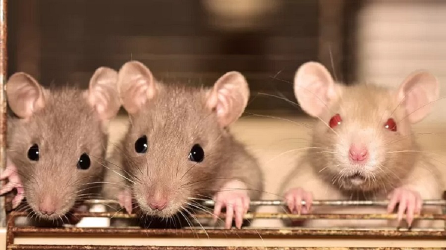 10 Warga Tangerang Meninggal Dunia Terinfeksi Leptospirosis