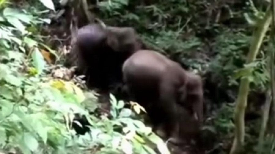 2 Gajah Sumatera Ditemukan di Sijunjung, BKSDA Sumbar Minta Masyarakat Tetap Waspada