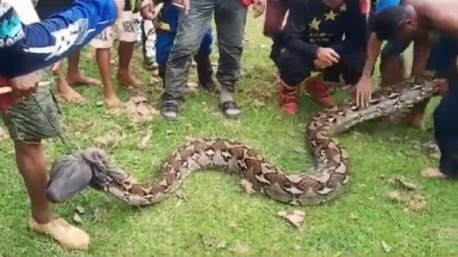 Tragis, Seorang Petani Karet di Muba Tewas Usai Dililit Ular Sanca