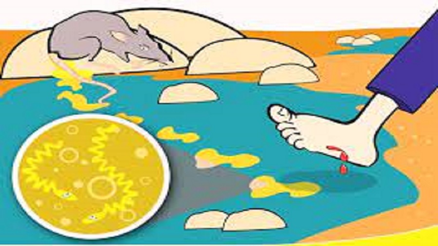 Lepstospirosis di Gunungkidul Tembus 54 Kasus, Melampaui Tahun 2022