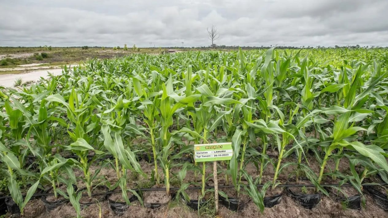 Check Fakta Mentan Soal Food Estate, Walhi: Jagung Tak Layak Konsumsi