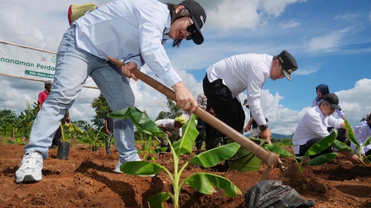 Pemprov Sulsel - GGF Teken MoU Budidaya Pisang Cavendish di Gowa