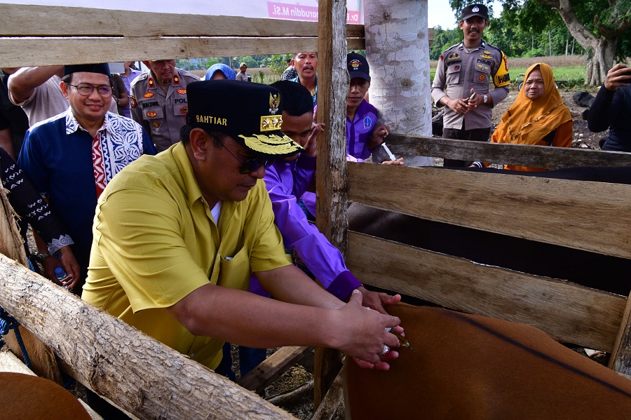 Inovasi Peternakan di Cina Bone, Inseminasi Buatan Dikuatkan dengan Ketersediaan Pakan
