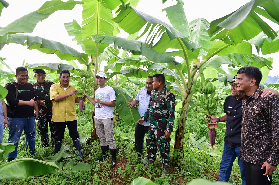 Pisang Cavendish yang Ditanam Warga di Dua Kabupaten Telah Berbuah