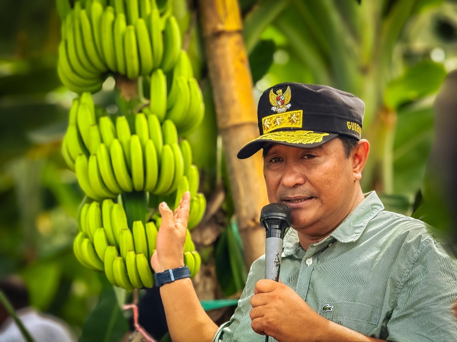 Pj Bahtiar Ajak OPD Sulbar ke Lahan Pisang Cavendish Di Bone yang Siap Ekspor